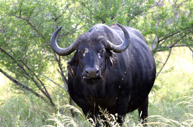 capebullalowbull.jpg