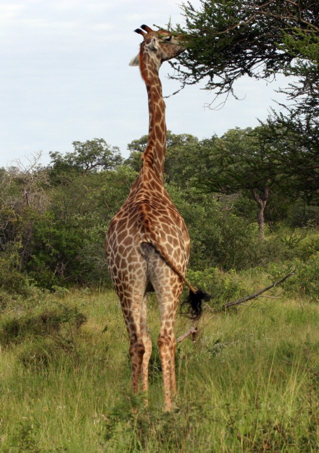 giraffe2.jpg