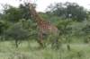 giraffe_small.jpg