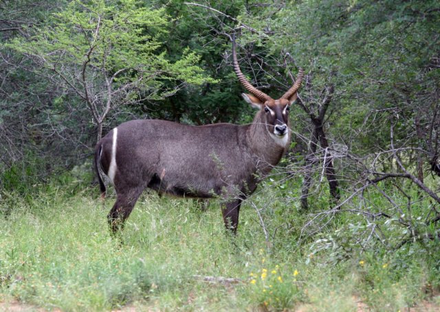 tundra waterbuck