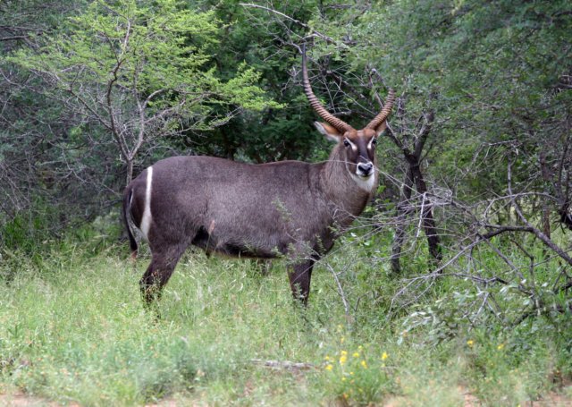 waterbuck.jpg