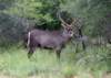waterbuck_small.jpg
