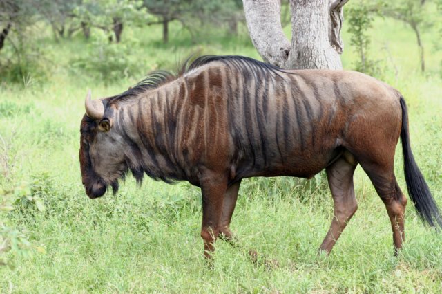 wildebeest.jpg