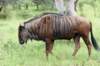 wildebeest_small.jpg