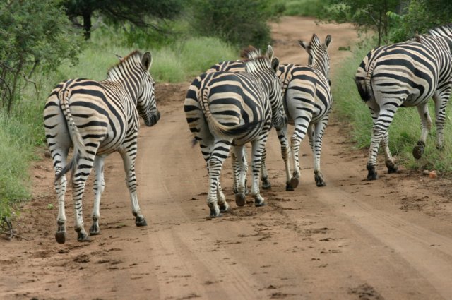 zebras.jpg